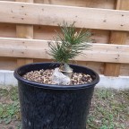 Japanese Black Pine Root Over Rock