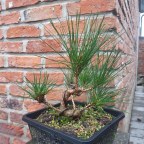 Japanese Black pine from seed. End of year 4 update.
